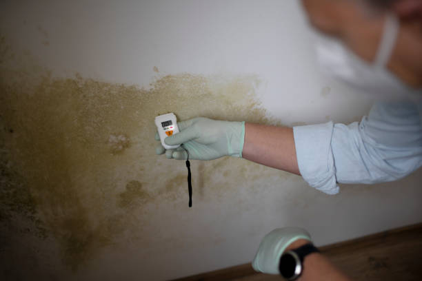 Why You Should Choose Our Mold Remediation Services in Wyoming, MI